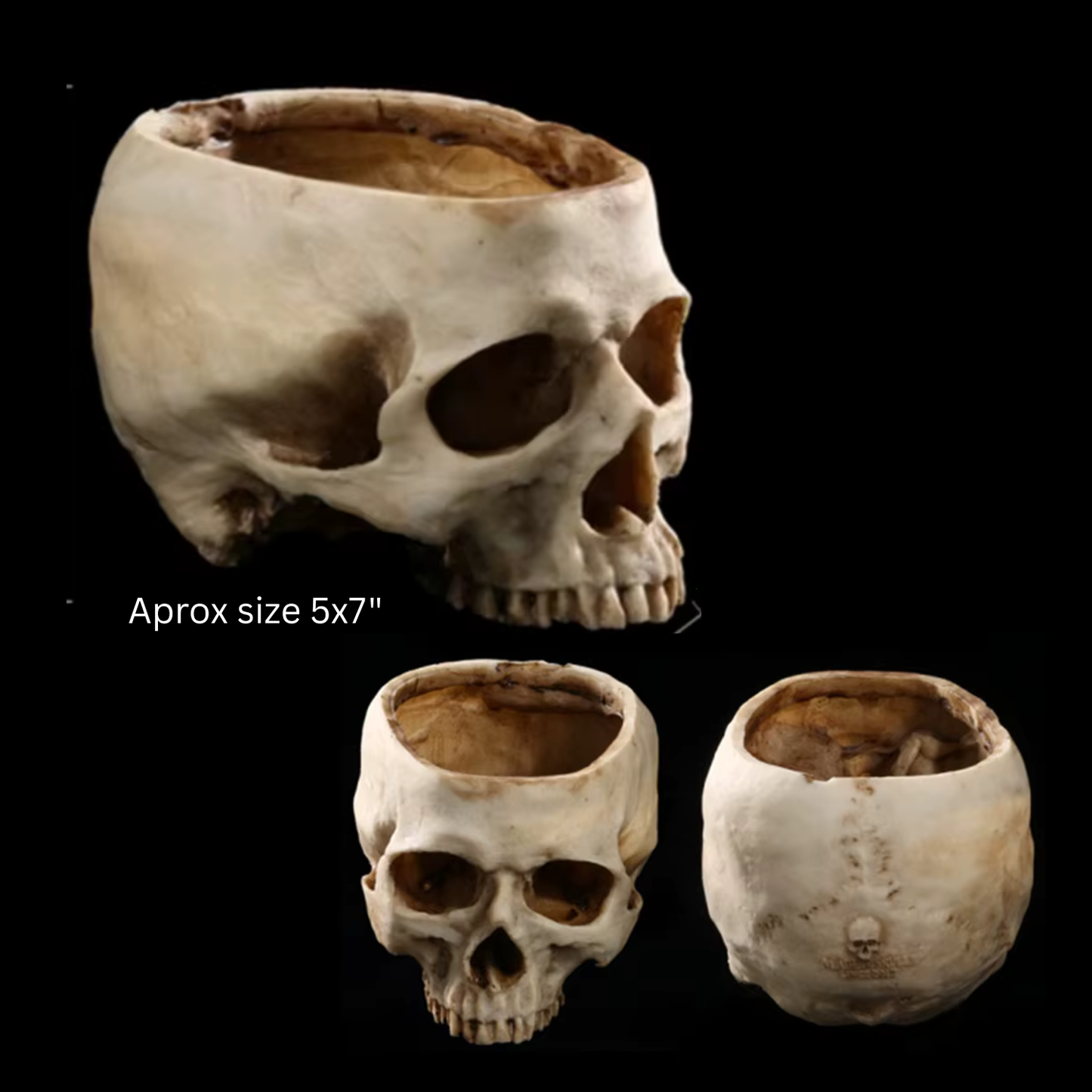 Resin Skull Container